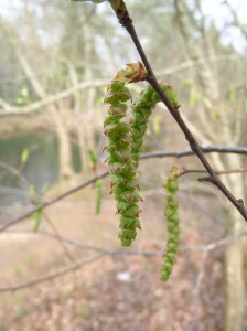 Carpinus.caroliniana