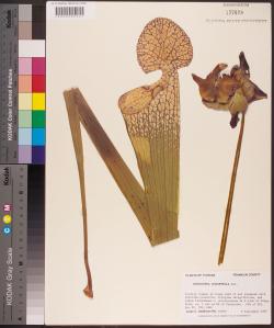 White-top Pitcher Plant