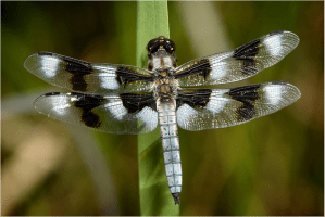 Eight-spotted Skimmer, perching. Photo © Ray Bruun