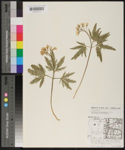Herbarium sheet