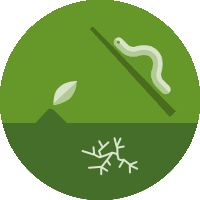 Beginner_plant-insect-fungi