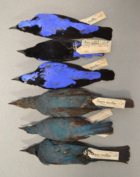 Irena puella Hume 15 Aug 2012