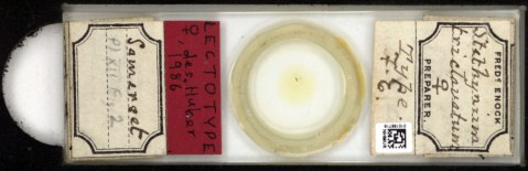 Stethynium triclavatum LT