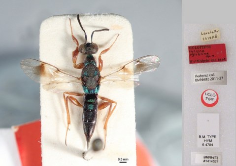 lycisca-ogloblina-hedqvist-1961