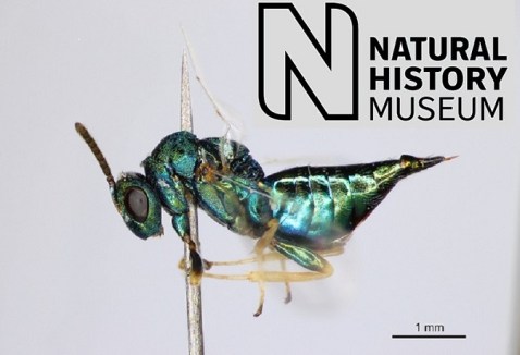 miniature-lives-magnified