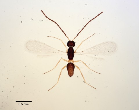 mymaridae-fairy-fly-slide-mounted-stephanodes-elegans-1414690