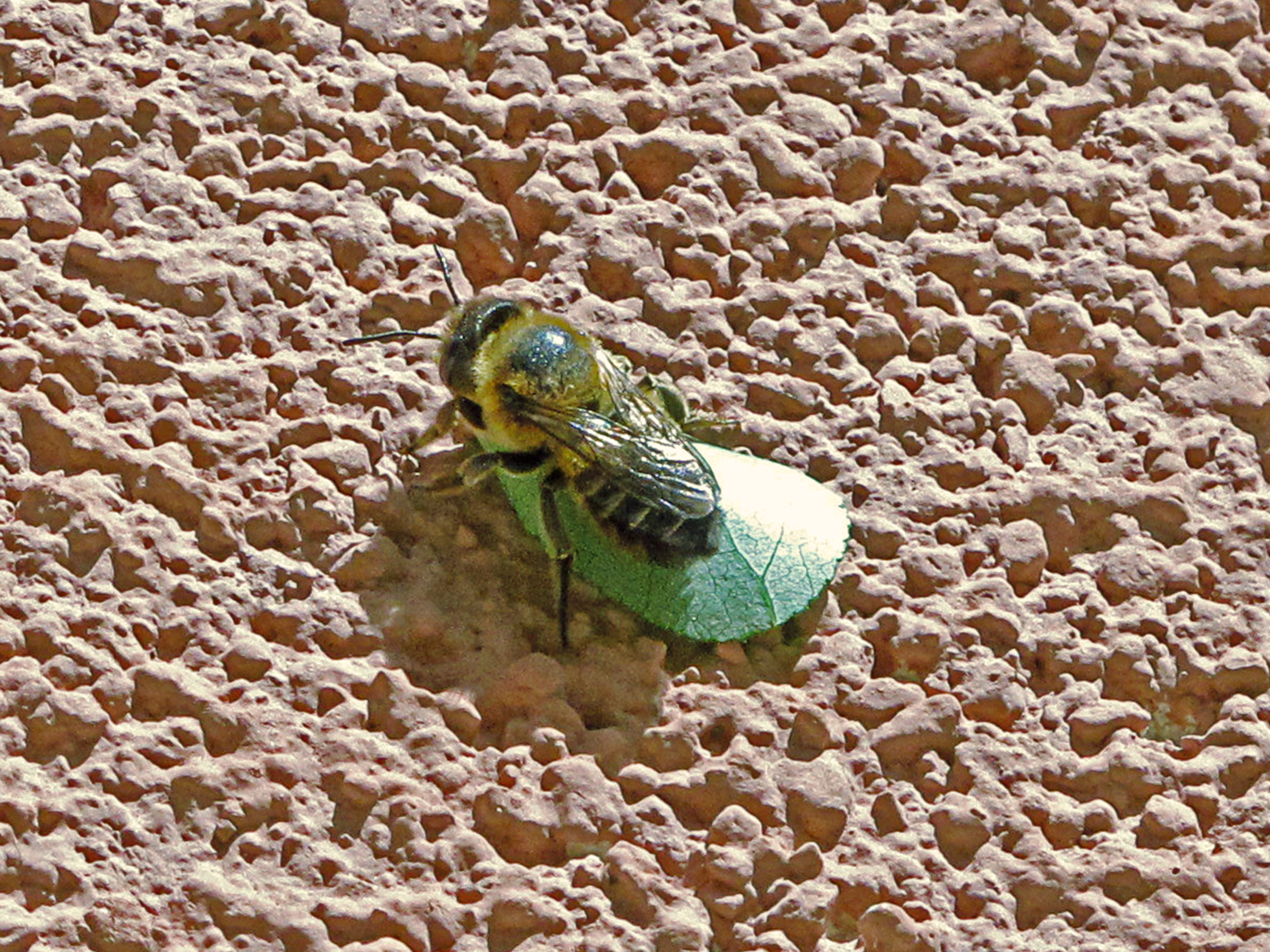 Leafcutter bees: building the perfect home | Notes from Nature