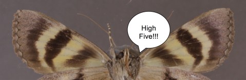 highfivemoth