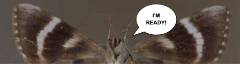 imreadymoth
