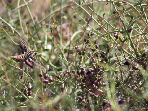 HummingbirdMoth