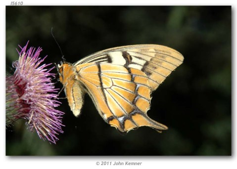 Papilio_esperanza_MEXICO_OAXACA_kemner_2