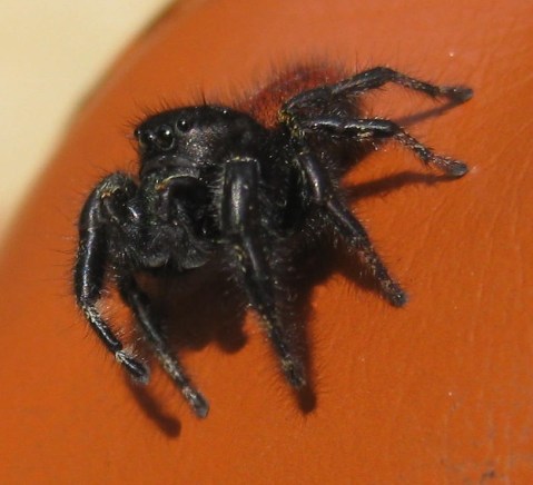 Phidippus sp_Susan Kennedy