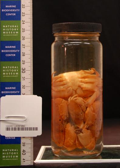 wedigbioPRspecimen_jar