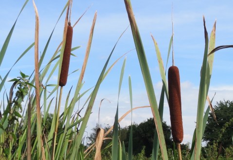 20160917Typha_latifolia1 (1) copy_320220