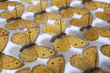 Oeneis chryxus-sml.jpg