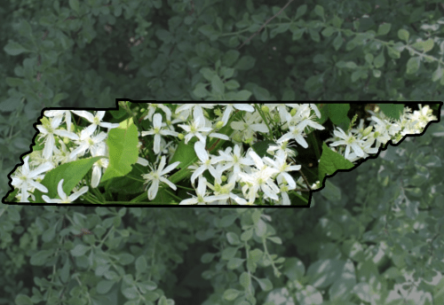 TN-IPC exp image (2)