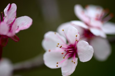 13691529605_073b9cf02d_k