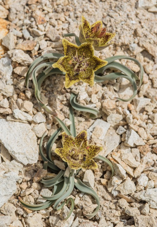 Fritillaria pinetorum DSC_4209-27