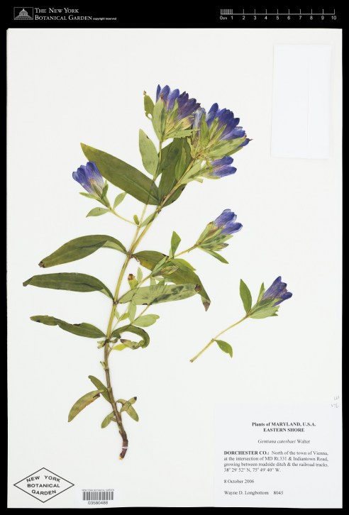 Virtual Herbarium Image