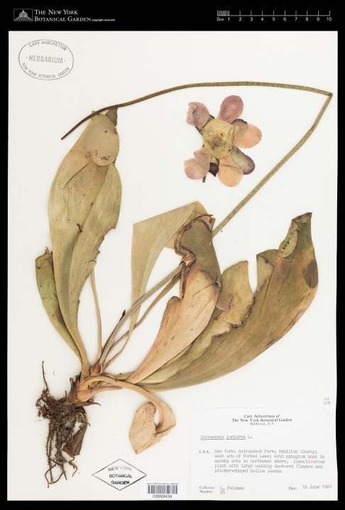 Virtual Herbarium Image