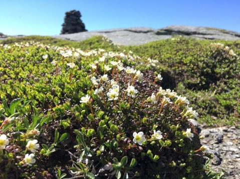 Diapensia_Photo 41450788, (c) bigjonel, some rights reserved (CC BY-NC)