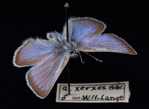 Xerces blue by Lucas Folglia