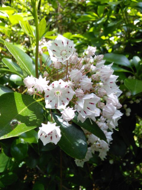 Kalmia