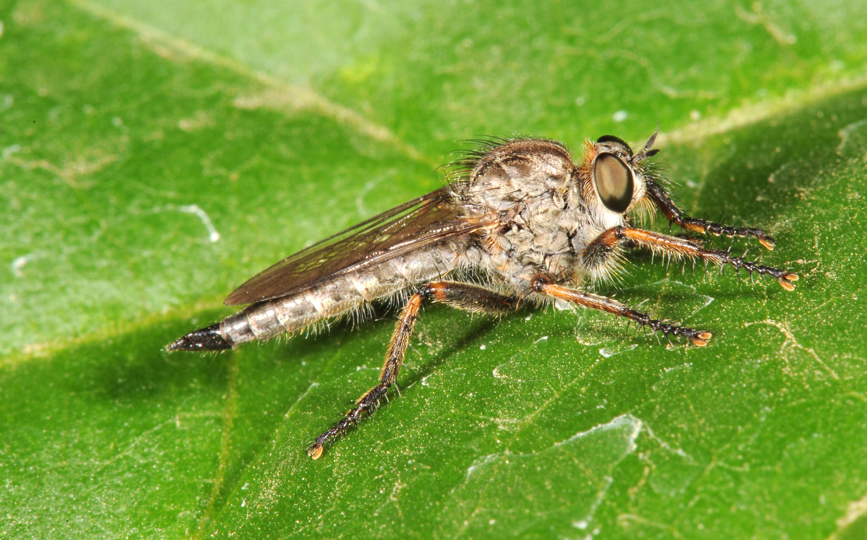 1066-DSC_1694-asilid